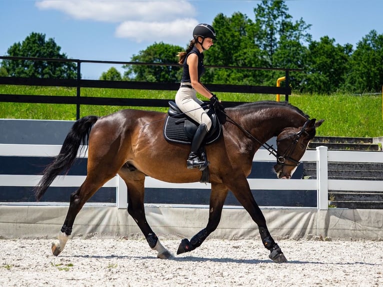 Polish Halfbred Gelding 6 years 17,1 hh Bay in &#x17B;ywiec