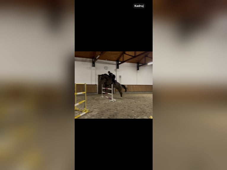 Polish Halfbred Gelding 6 years 17,2 hh Bay in Żywiec