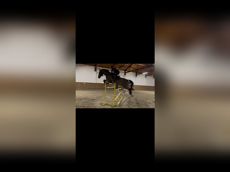 Polish Halfbred Gelding 6 years 17,2 hh Bay in Żywiec