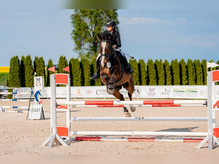 Polish Halfbred Gelding 6 years 17,2 hh Bay in Żywiec