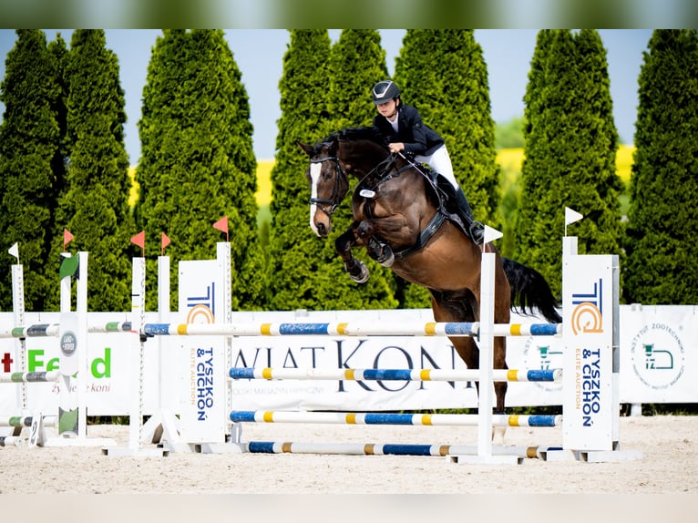 Polish Halfbred Gelding 6 years 17,2 hh Bay in Żywiec