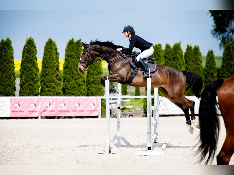 Polish Halfbred Gelding 6 years 17,2 hh Bay in Żywiec
