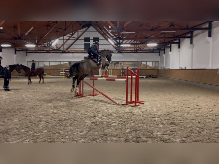 Polish Halfbred Gelding 6 years 17,2 hh Bay in Żywiec
