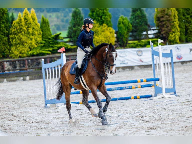 Polish Halfbred Gelding 6 years 17,2 hh Bay in Żywiec