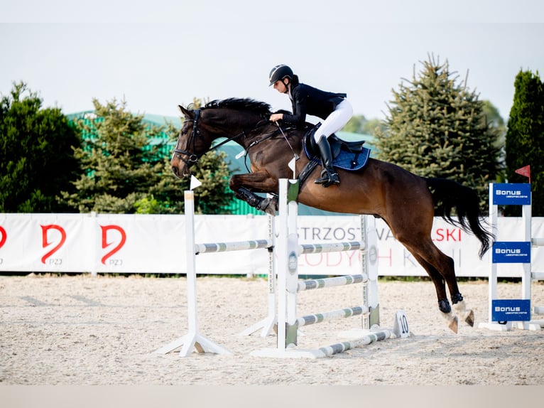 Polish Halfbred Gelding 6 years 17,2 hh Bay in Żywiec