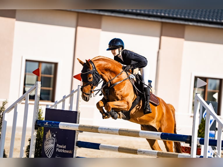 Polish Halfbred Gelding 7 years 15,1 hh Chestnut-Red in &#x141;&#xF3;d&#x17A;