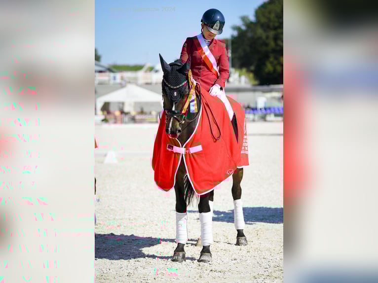 Polish Halfbred Gelding 7 years 15,2 hh Bay in Gościszów Polish Halfbred Gelding 7 years 15,2 hh Bay in Gościszów