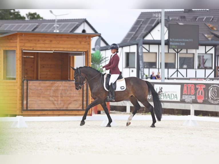 Polish Halfbred Gelding 7 years 15,2 hh Bay in Gościszów Polish Halfbred Gelding 7 years 15,2 hh Bay in Gościszów