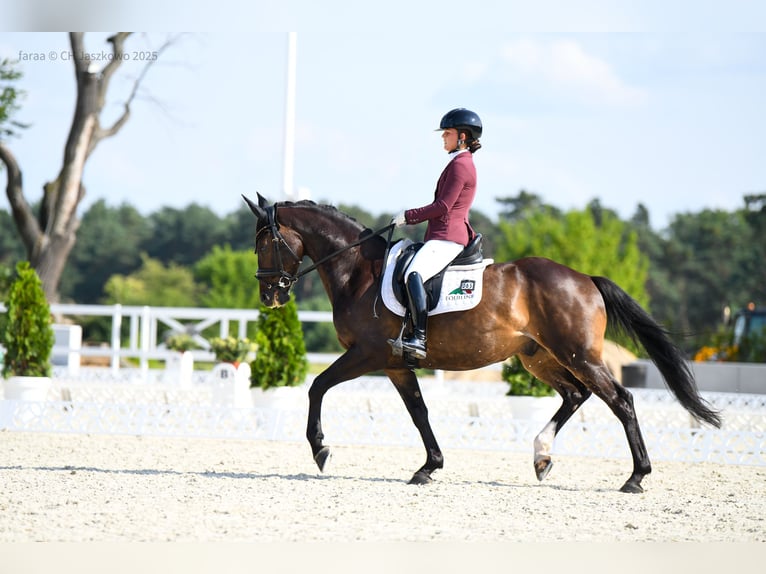 Polish Halfbred Gelding 7 years 15,2 hh Bay in Gościszów Polish Halfbred Gelding 7 years 15,2 hh Bay in Gościszów