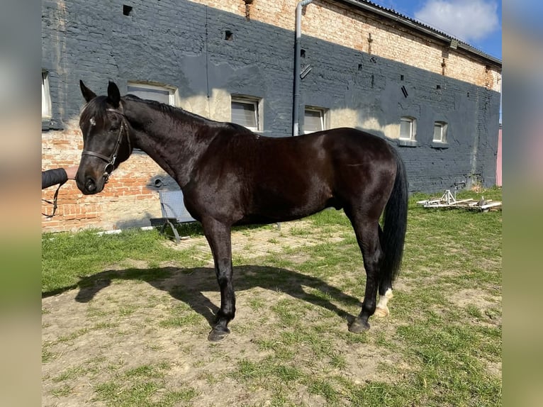 Polish Halfbred Gelding 7 years 15,2 hh Black in Leszno