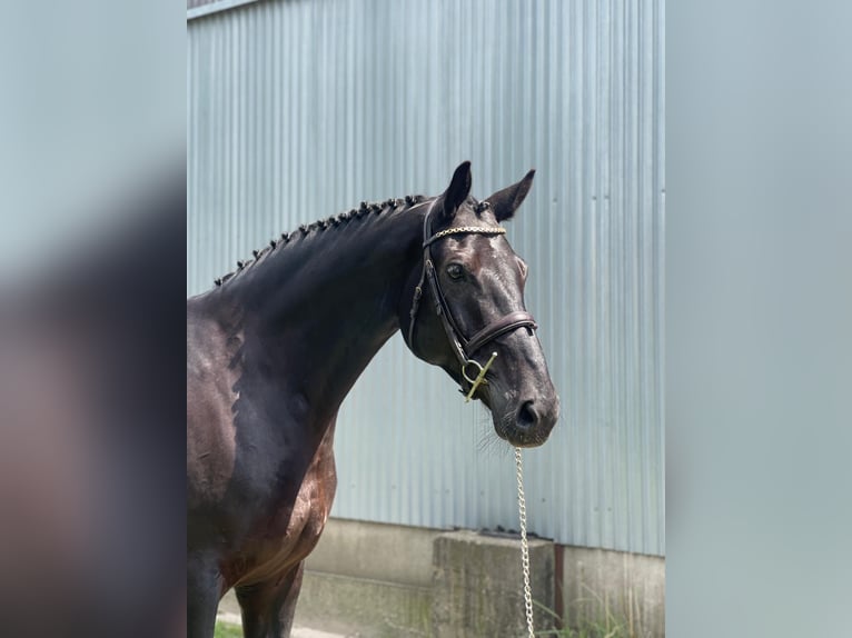 Polish Halfbred Gelding 7 years 16,1 hh Black in Bralin