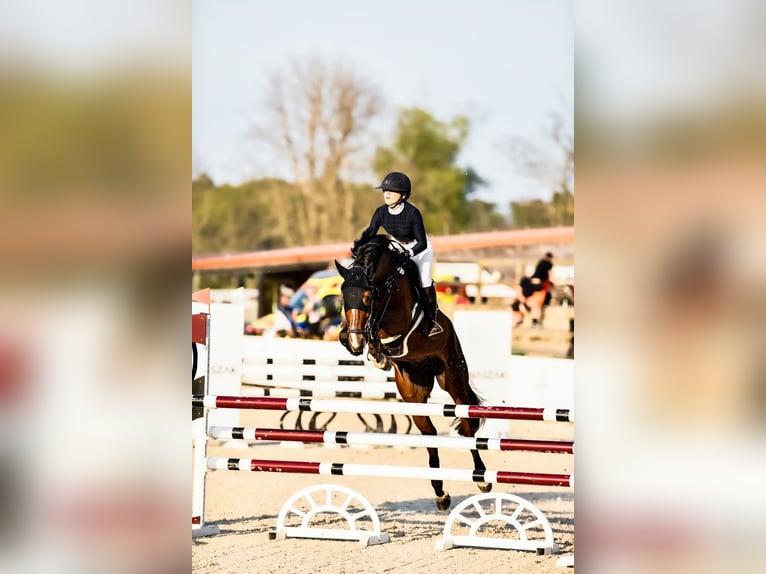 Polish Halfbred Gelding 7 years 16,1 hh Brown in Facimiech