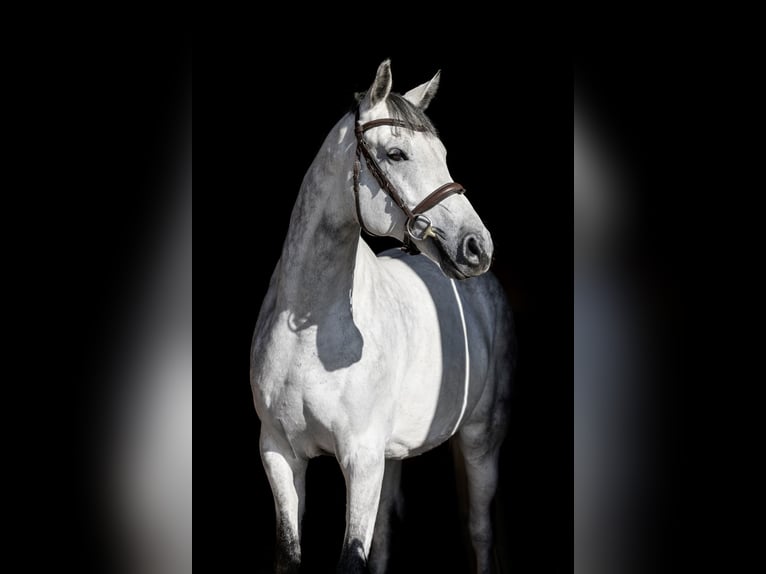 Polish Halfbred Gelding 7 years 16,1 hh Gray in Żarów