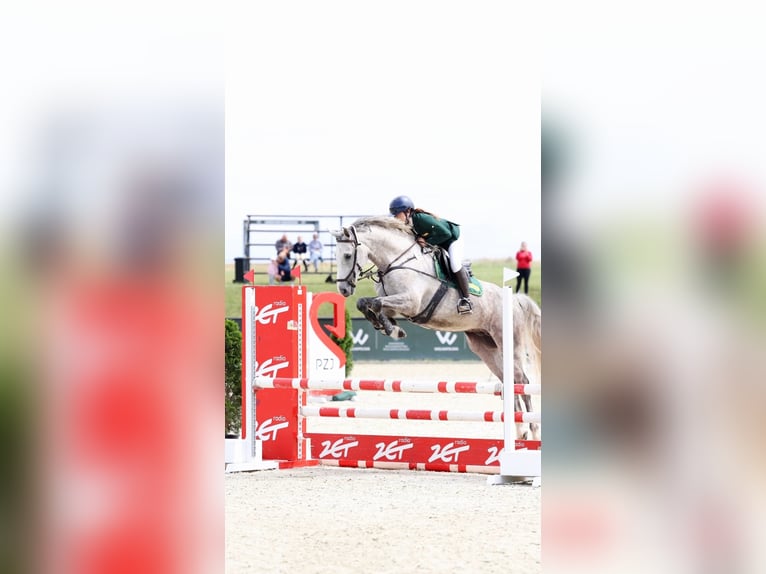 Polish Halfbred Gelding 7 years 16,1 hh Gray in Poland