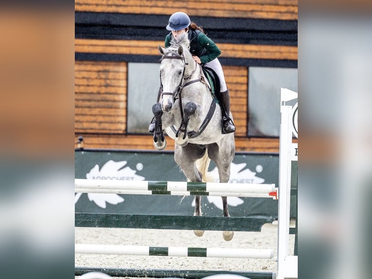 Polish Halfbred Gelding 7 years 16,1 hh Gray in Poland