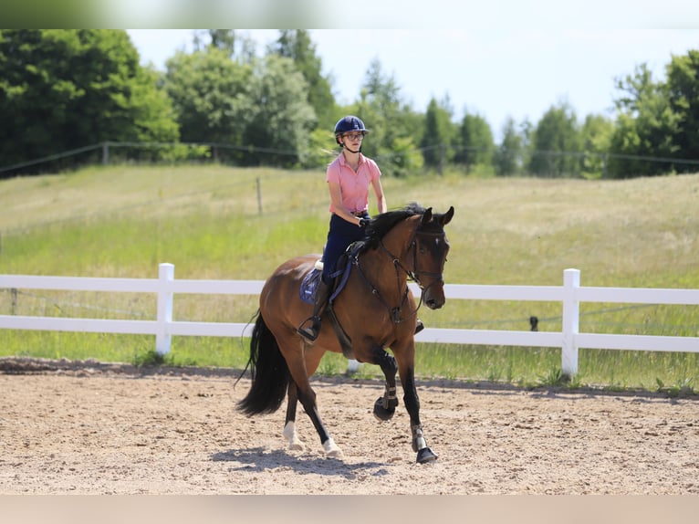 Polish Halfbred Gelding 7 years 16,2 hh Brown in Warszawa