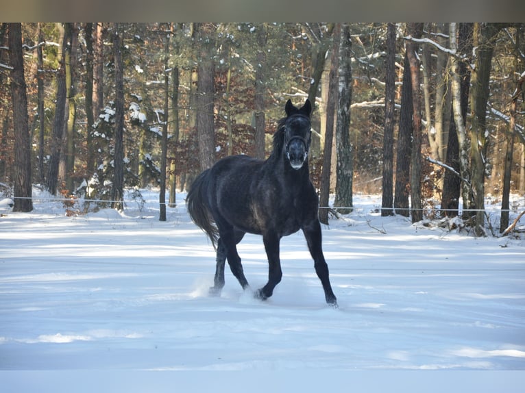 Polish Halfbred Gelding 7 years 16,3 hh Gray in Dobrzeń Wielki