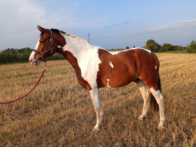 Polish Halfbred Gelding 7 years 16 hh Pinto in Iwno