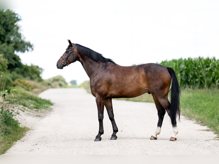 Polish Halfbred Gelding 7 years 16 hh Smoky-Black in Stęszew