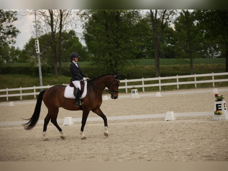 Polish Halfbred Gelding 7 years 16,1 hh Brown in Zajączków