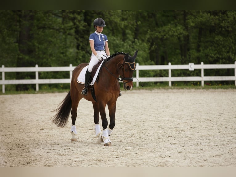 Polish Halfbred Gelding 7 years 16,1 hh Brown in Zajączków