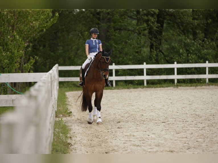 Polish Halfbred Gelding 7 years 16,1 hh Brown in Zajączków