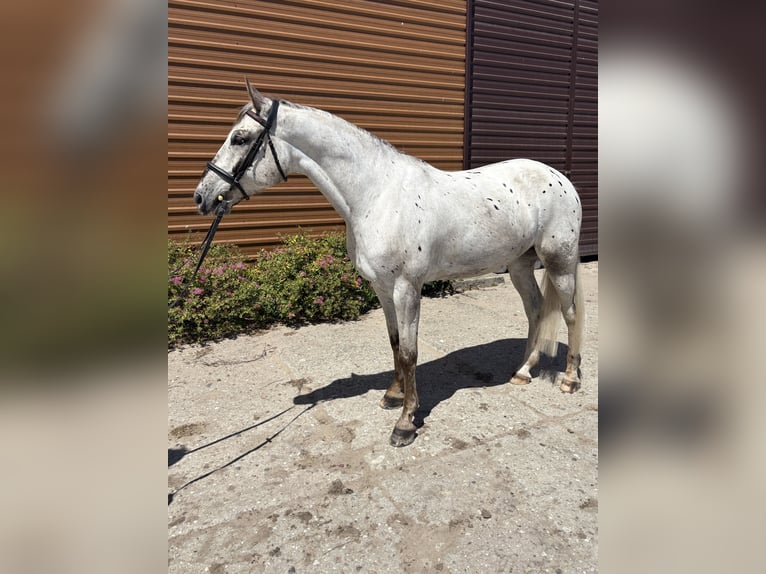 Polish Halfbred Gelding 7 years 16,1 hh Leopard-Piebald in K&#x105;kolewice
