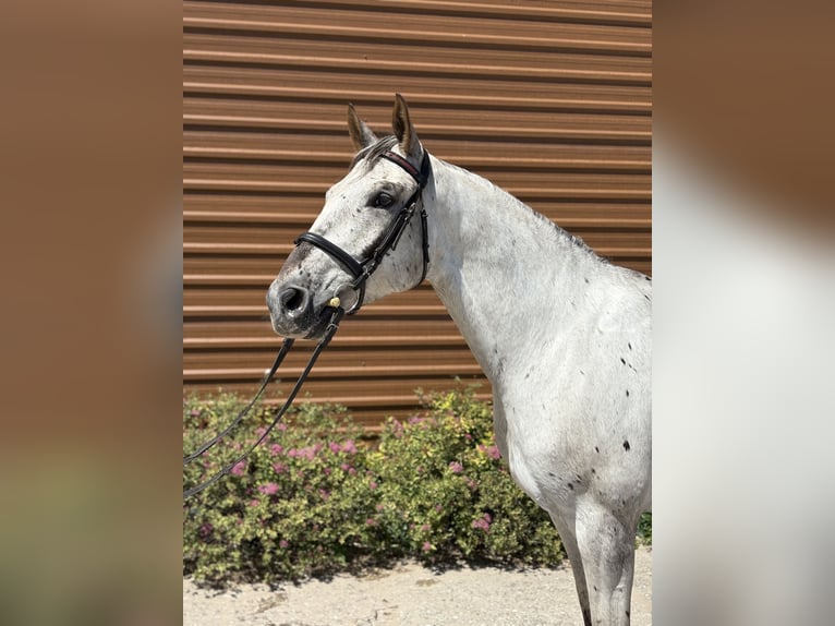 Polish Halfbred Gelding 7 years 16,1 hh Leopard-Piebald in K&#x105;kolewice