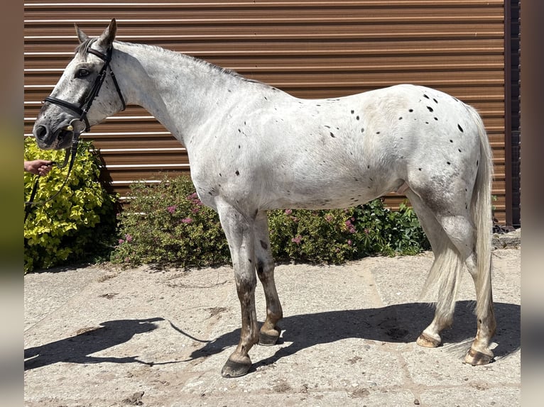 Polish Halfbred Gelding 7 years 16,1 hh Leopard-Piebald in K&#x105;kolewice