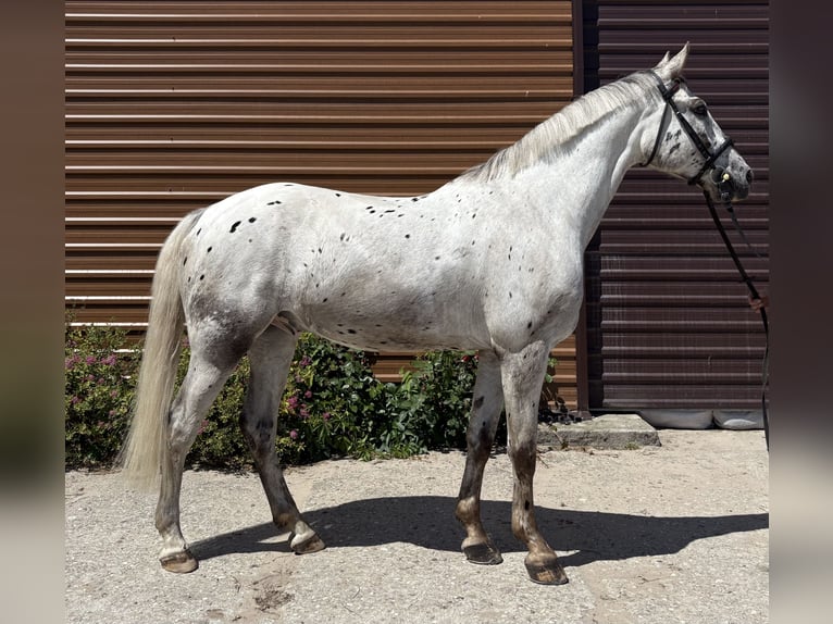Polish Halfbred Gelding 7 years 16,1 hh Leopard-Piebald in K&#x105;kolewice
