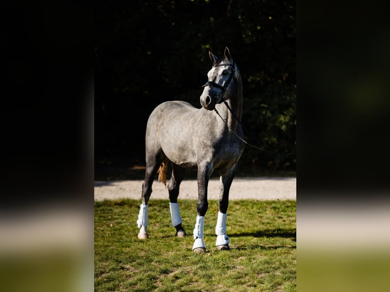 Polish Halfbred Gelding 7 years 16,3 hh Grey in Lublin