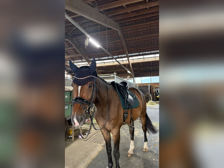 Polish Halfbred Gelding 7 years 17.1 hh Brown in FreystadtFreystadt