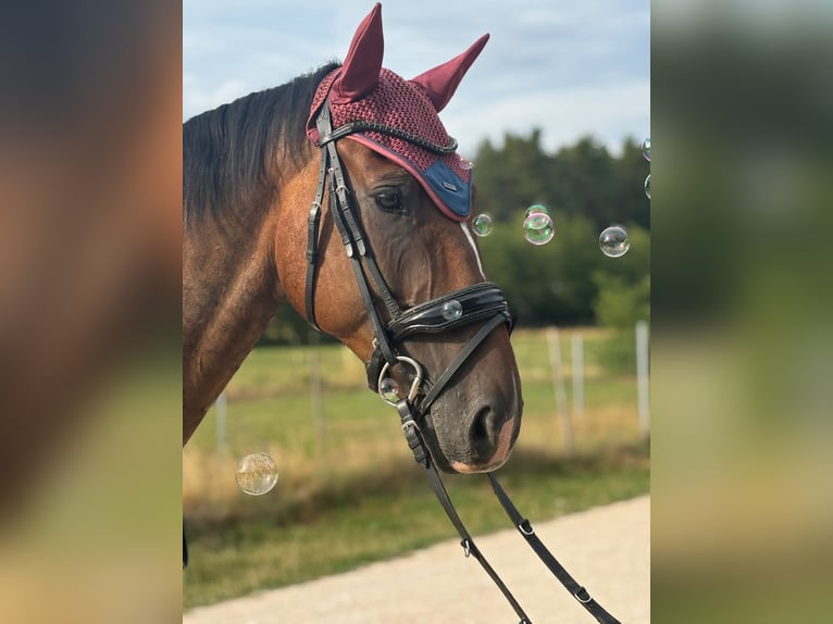 Polish Halfbred Gelding 7 years 17.1 hh Brown in FreystadtFreystadt