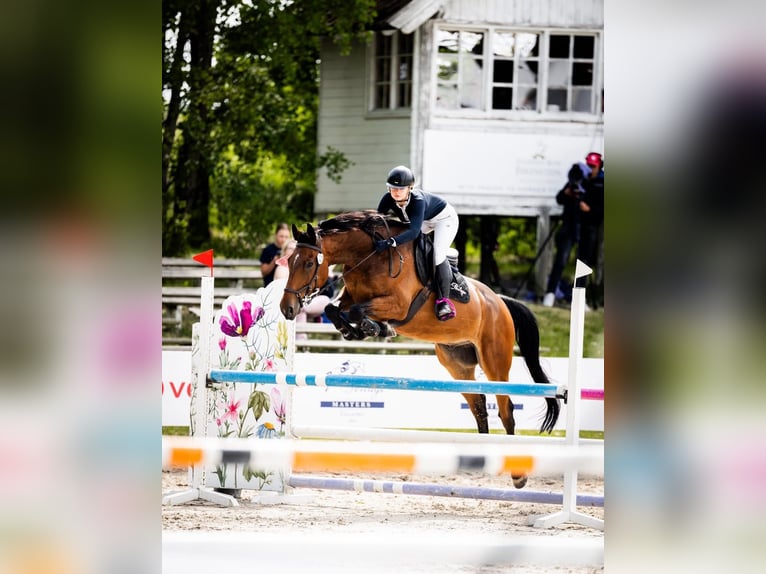 Polish Halfbred Gelding 7 years Bay in Pieczysko