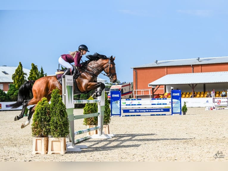 Polish Halfbred Gelding 7 years Brown in Piekło Dolne