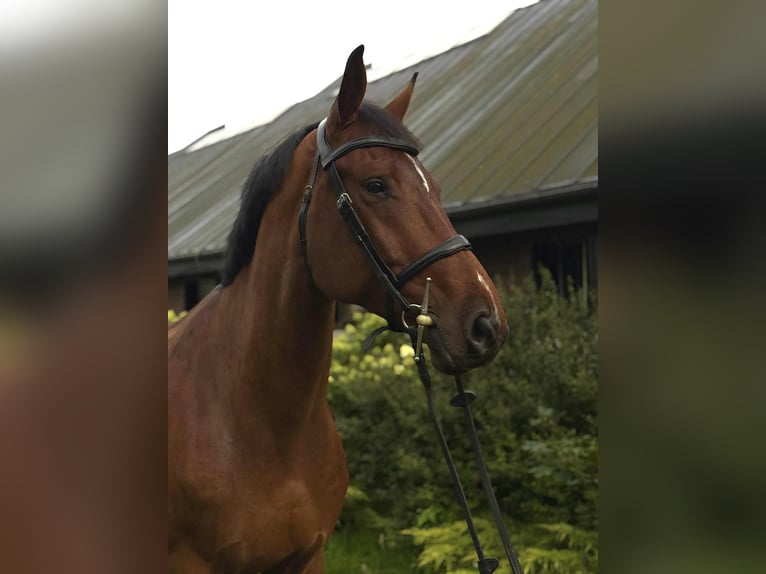 Polish Halfbred Gelding 7 years Brown in Piekło Dolne