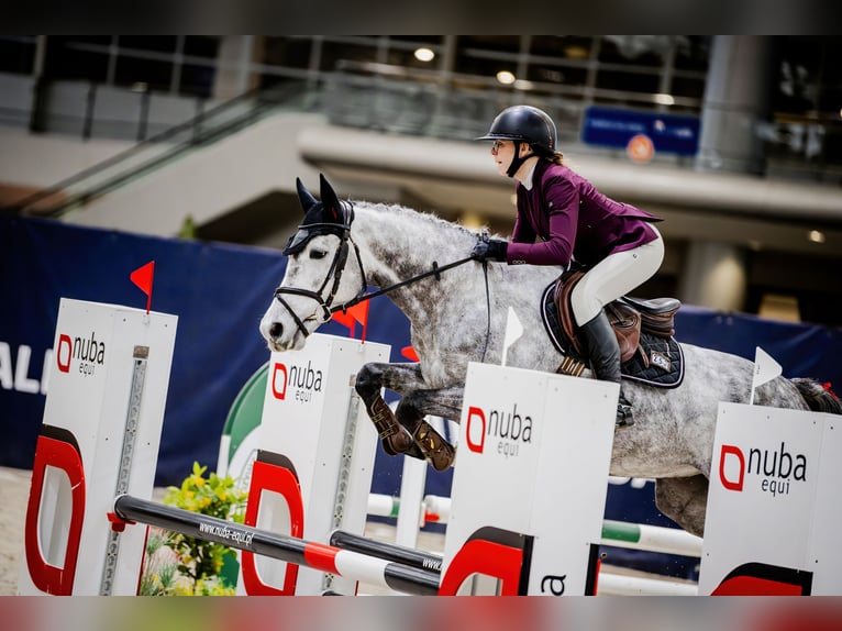 Polish Halfbred Gelding 7 years Grey in Malcz&#xF3;w