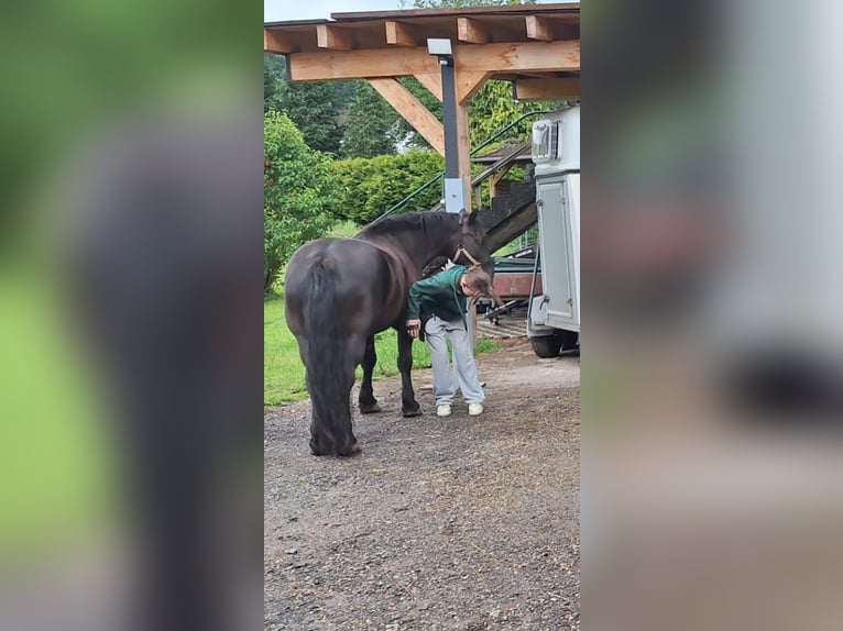 Polish Halfbred Gelding 8 years 14,2 hh Black in Niederbrombach