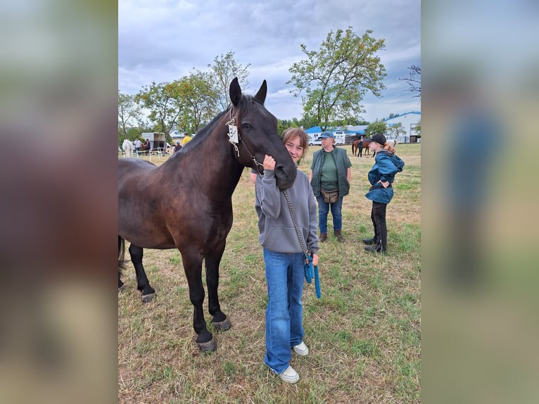 Polish Halfbred Gelding 8 years 14,2 hh Black in Niederbrombach