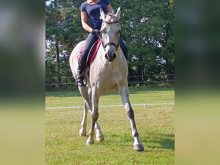 Polish Halfbred Gelding 8 years 15,2 hh Grey in Leszno Dolne