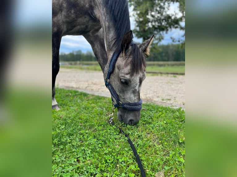 Polish Halfbred Gelding 8 years 15,2 hh Grey in Leszno Dolne
