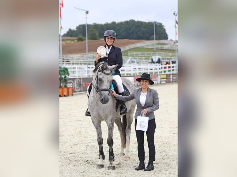 Polish Halfbred Gelding 8 years 15,2 hh Grey in Leszno Dolne