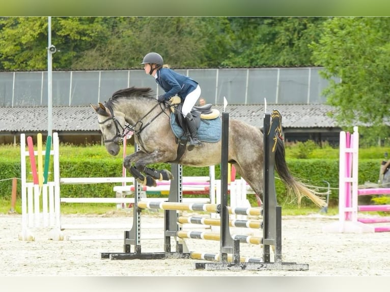 Polish Halfbred Gelding 8 years 15,2 hh Grey in Leszno Dolne