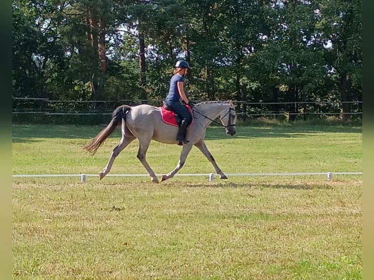 Polish Halfbred Gelding 8 years 15,2 hh Grey in Leszno Dolne