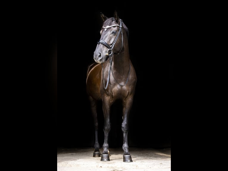 Polish Halfbred Gelding 8 years 16,1 hh Black in Wałbrzych