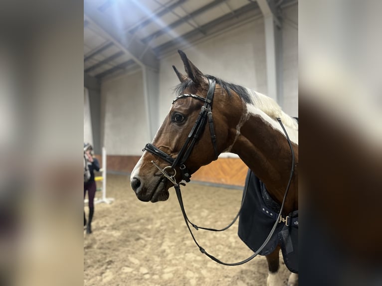 Polish Halfbred Gelding 8 years 16,1 hh Pinto in Słomniki