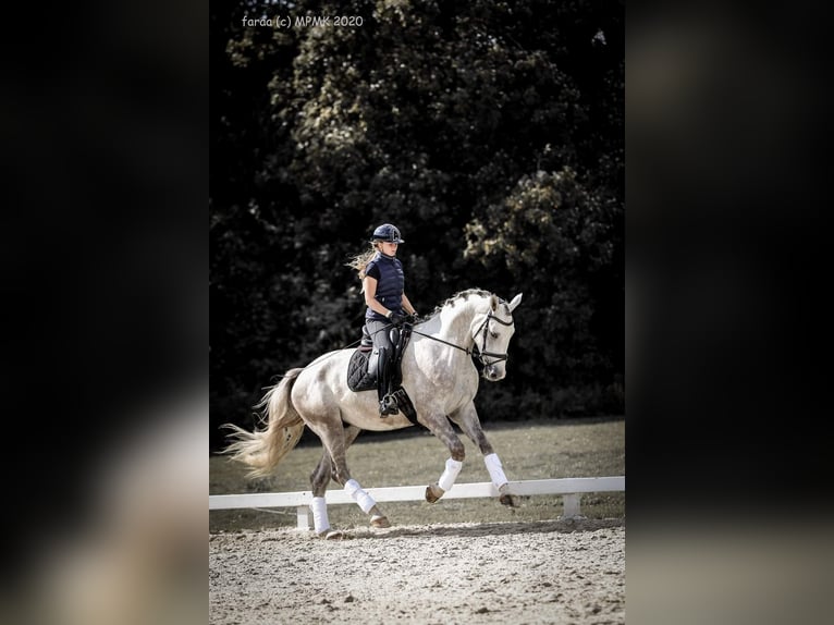 Polish Halfbred Gelding 8 years 16,3 hh Gray in Rybnica