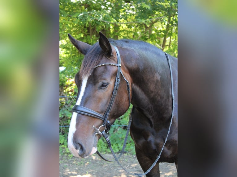 Polish Halfbred Gelding 8 years 16 hh Bay-Dark in Lüchow