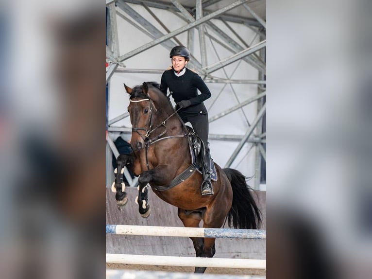 Polish Halfbred Gelding 8 years 16 hh Bay in Pruszków
