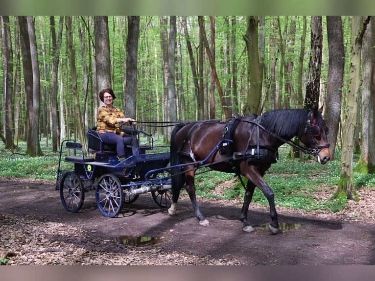 Polish Halfbred Gelding 8 years 16 hh Bay in Pruszków